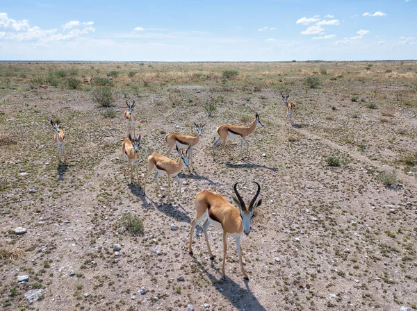 Animais Parque Nacional Etoscha Norte Namíbia Capturados Janeiro 2018 — Fotografia de Stock