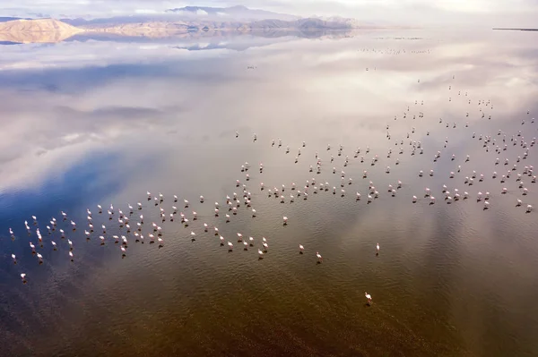 Lac Maharlu rose près de Shiraz en Iran, prendre en Janvier 2019 prendre — Photo