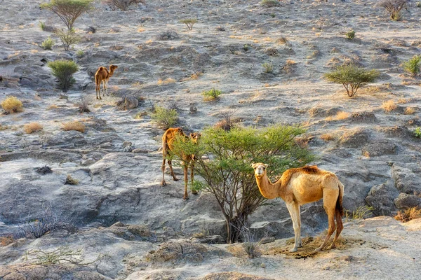 Kameler matning från buskarna på Qeshm-ön i södra Iran, tak — Stockfoto