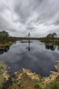 Bulutlu bir sabahta, Estonya 'nın doğusunda Viru Bataklığı ele geçirildi.