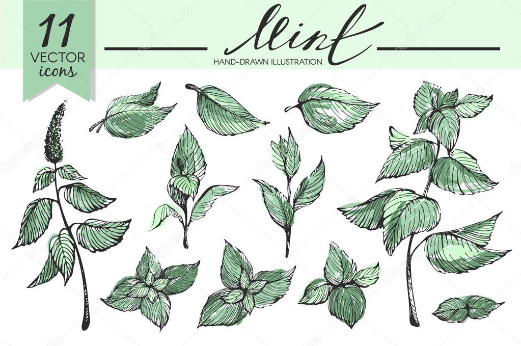 Vector set with colotful mint