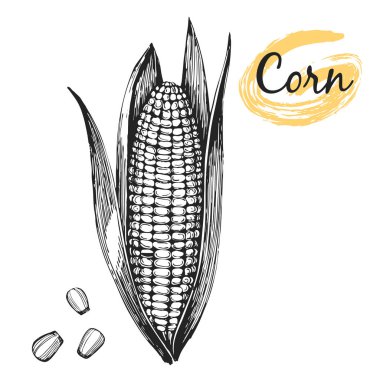 Mısır - elle çizilmiş illüstrasyon