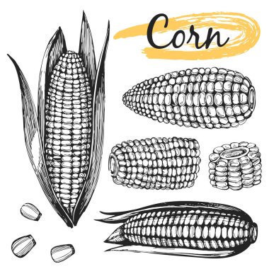 Vektör set ile çizilmiş Mısır el