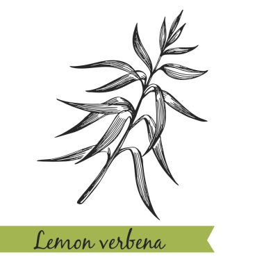 Lemon verbena - hand-drawn illustration clipart