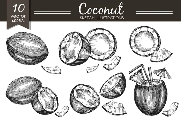 スケッチ ココナッツのベクトル コレクション — ストックベクタ