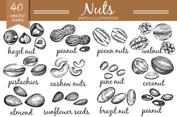 Vector collection with hand-drawn nuts