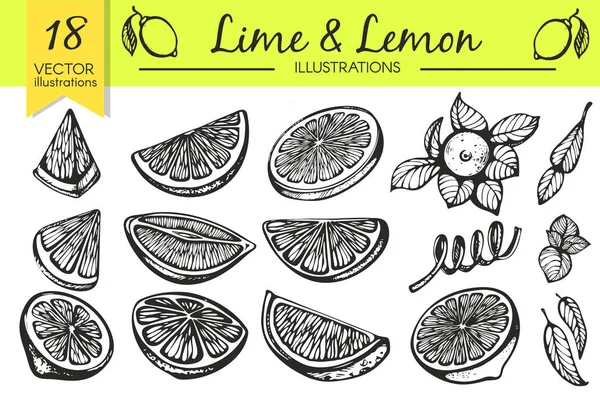 Vector Set Sketch Lemon Lime — Stock Vector