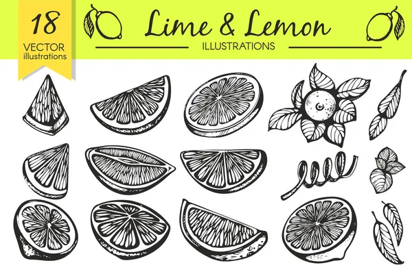 Set Vectores Con Boceto Limón Lima — Vector de stock