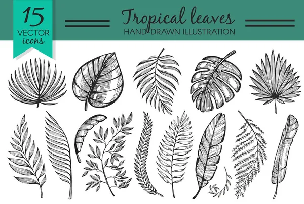 Vector Set Sketch Tropical Leaves — Stock Vector