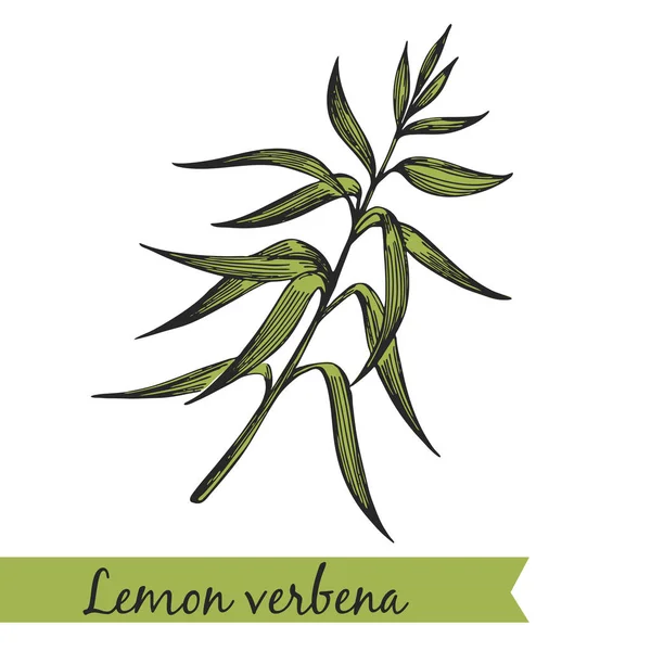 Vektorové Ilustrace Citronová Verbena Stock Vektory