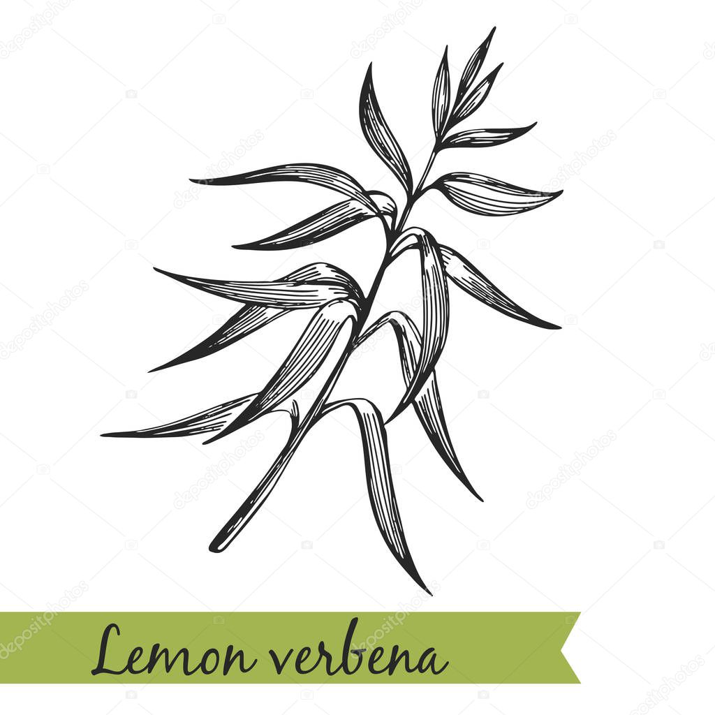 Lemon verbena - hand-drawn illustration