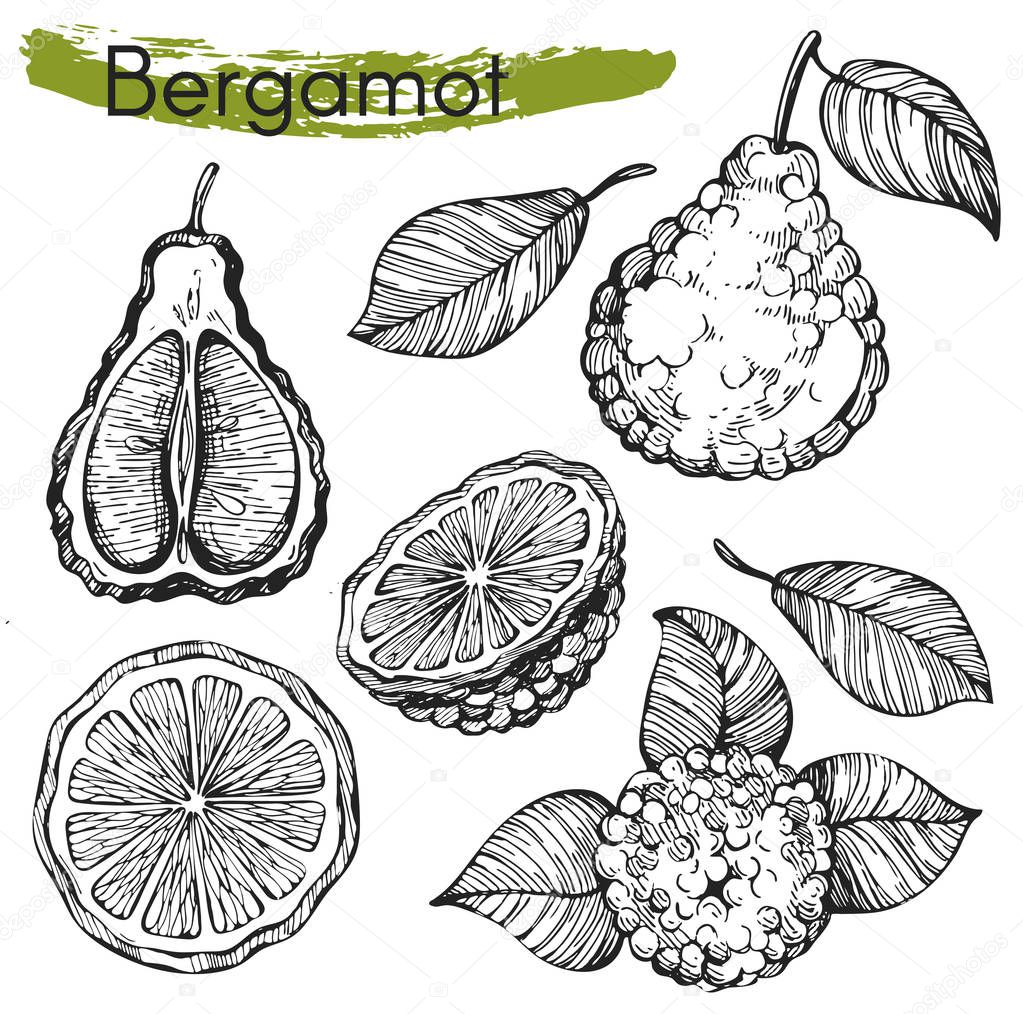 Vector collection with sketh bergamot  icons