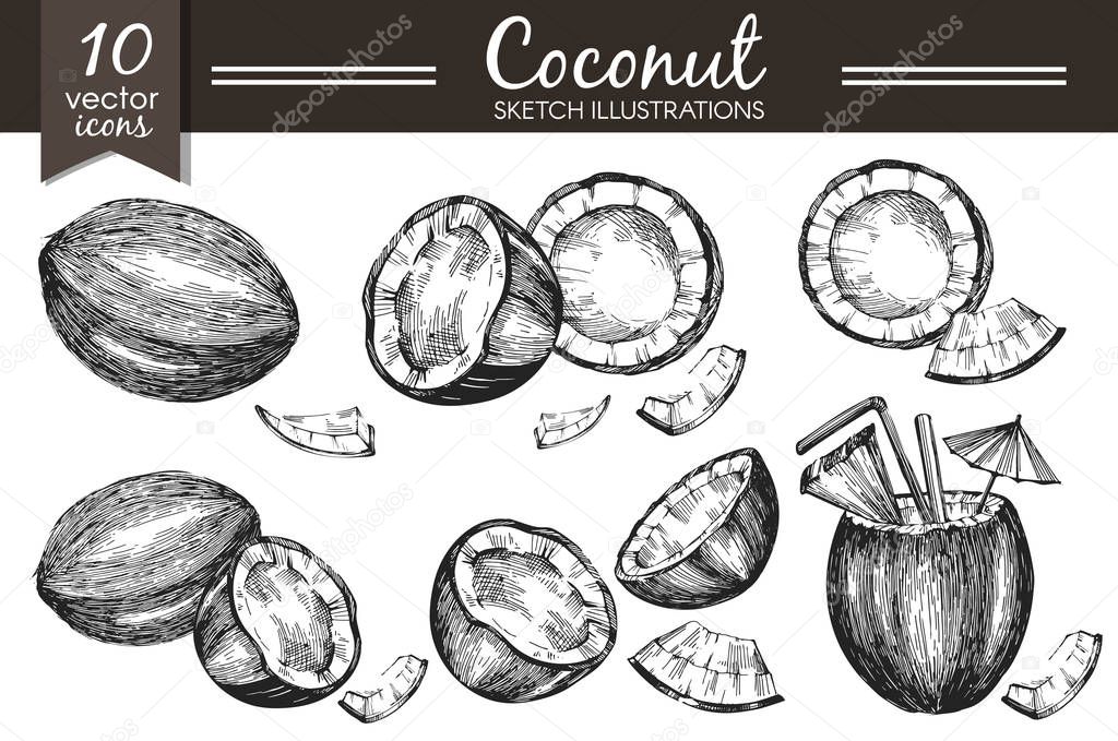 Vector collection with sketch coconut