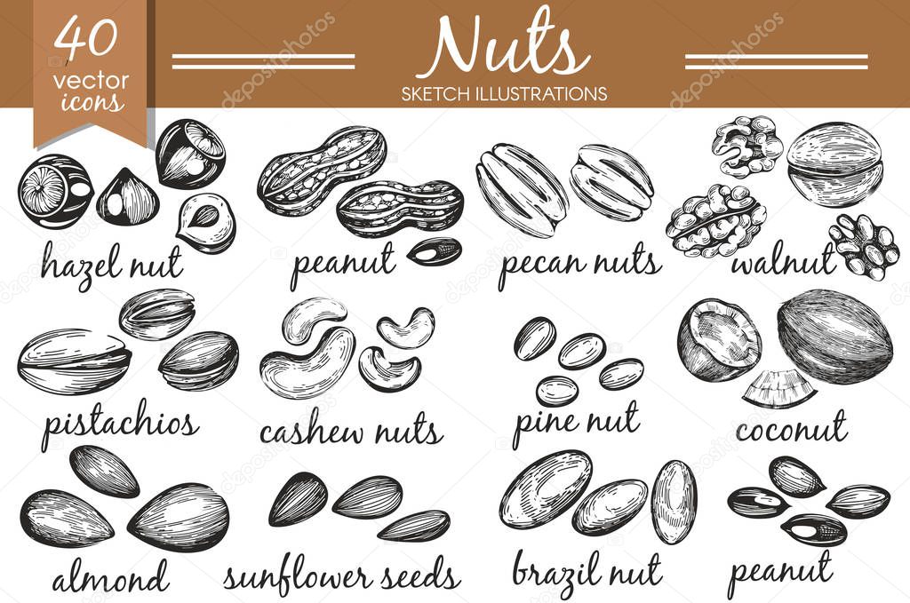 Vector collection with hand-drawn nuts