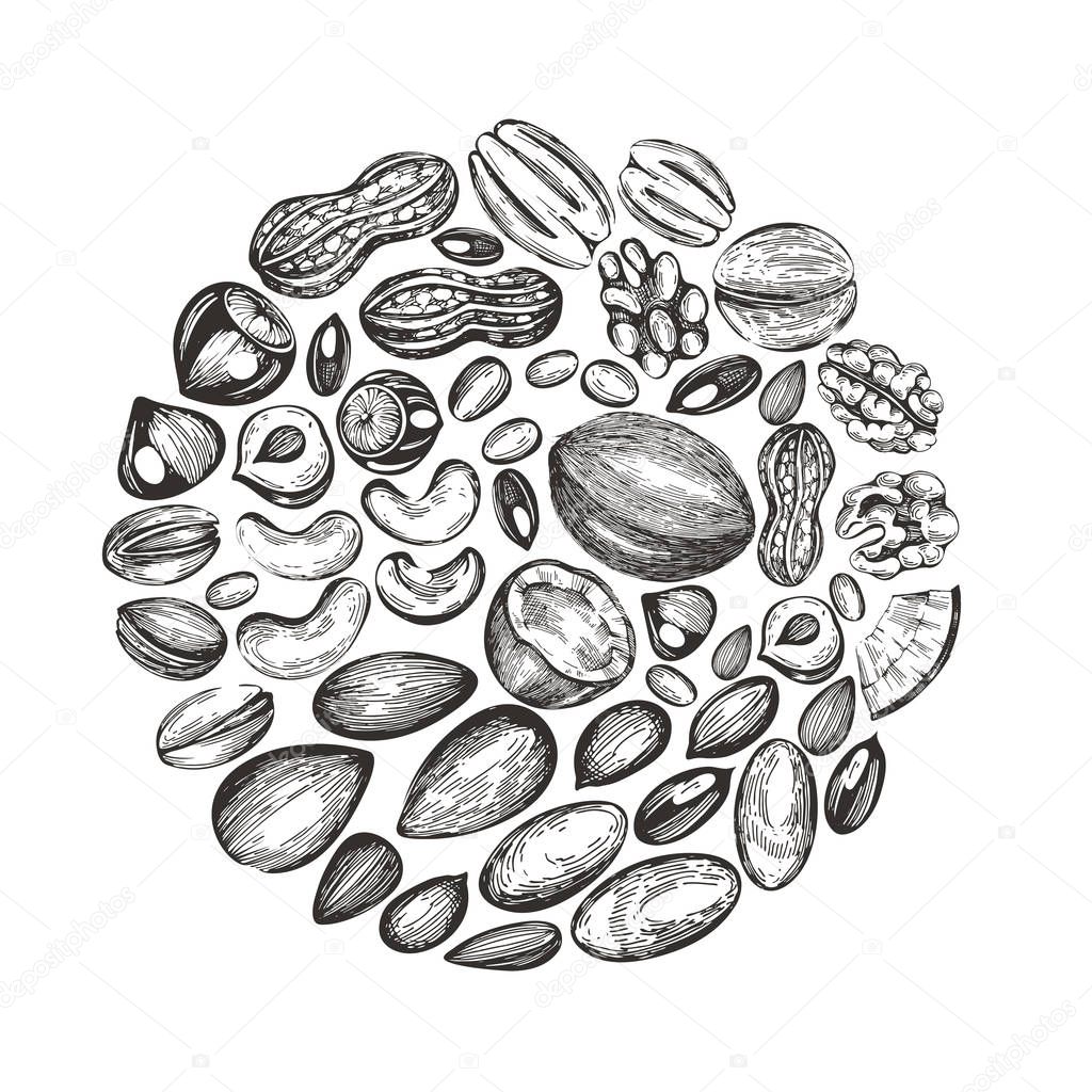 Vector background with nuts