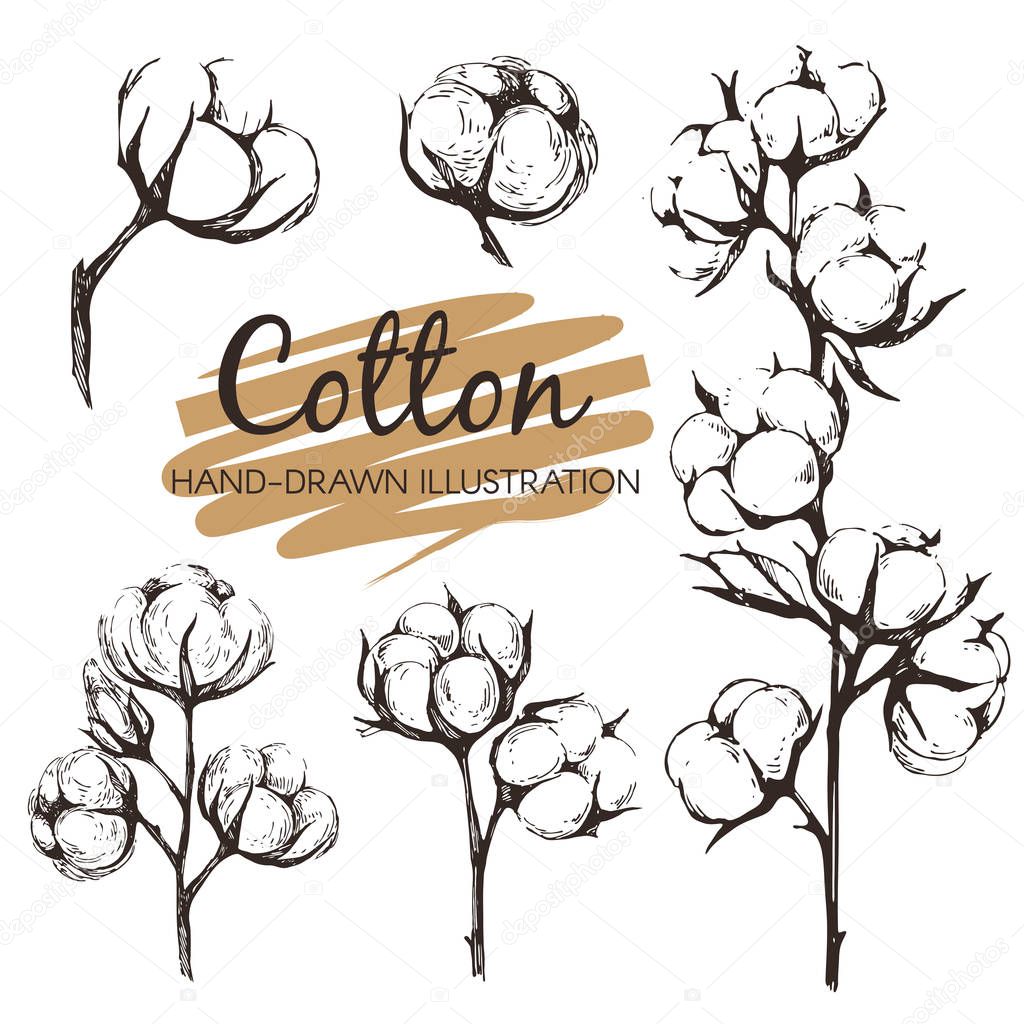 Cotton - sketch illustration for you design
