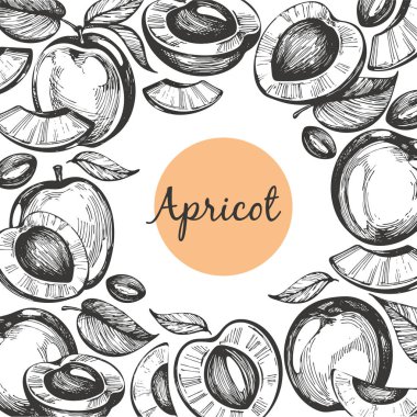 Vektör çerçeve el ile kayısı beyaz zemin üzerine çizilmiş..