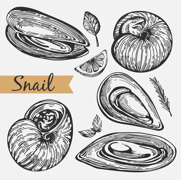 Vector Set Graphic Snail Mussels — Stock Vector