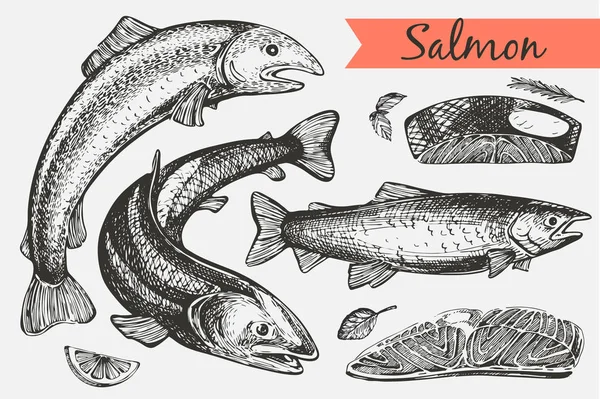 เซตเวกเตอร แซลมอนกราฟ ปลาและฟ ลเลต — ภาพเวกเตอร์สต็อก