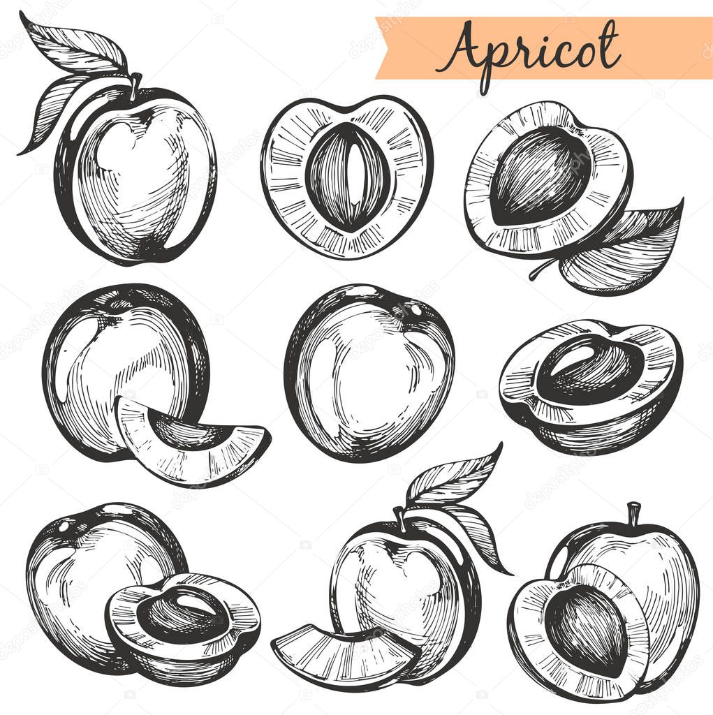 Vector collectiom with hand drawn apricots