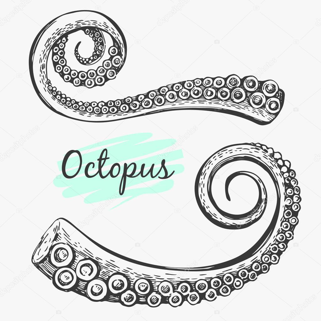 Vector set with graphic octopus