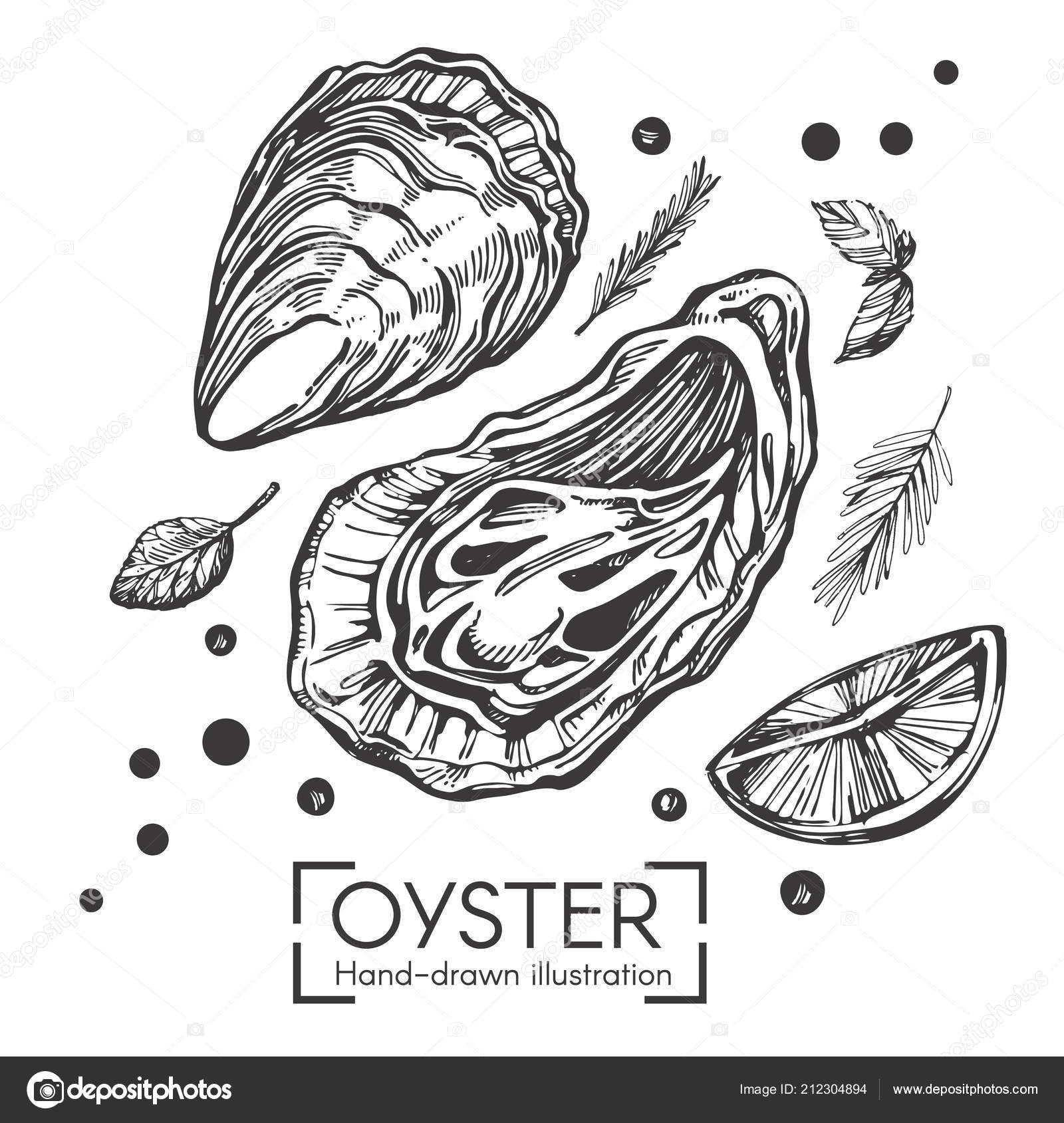 Vector Illustration Hand Drawn Oysters White Background Stock Vector