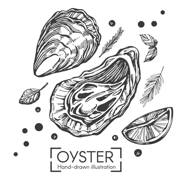 Vectorillustratie Met Hand Getekende Oesters Witte Achtergrond — Stockvector