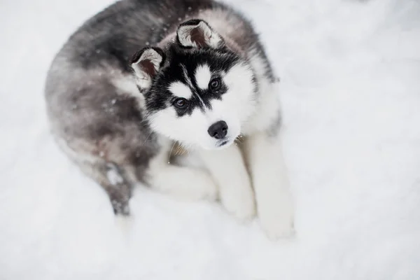 Cachorro Husky tirado en la nieve. Mirando la cámara . — Foto de Stock