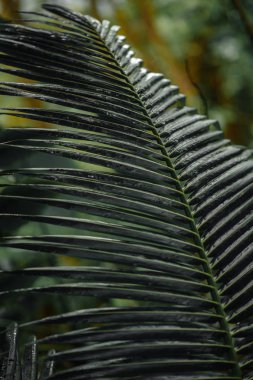 Asya tropikal orman. Palmiye yaprakları, tropikal egzotik palmiye