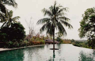 Asya tropikal orman. Palmiye yaprakları, tropikal egzotik palmiye