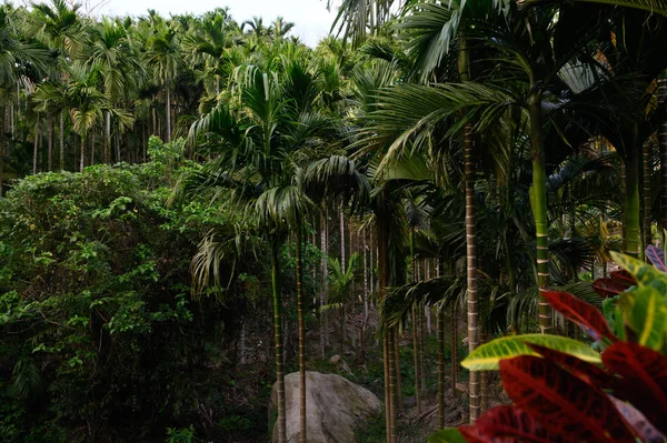 Aziatische tropische jungle. De bladeren van de Palm, tropische exotische palm — Stockfoto