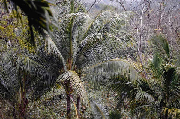 Aziatische tropische jungle. De bladeren van de Palm, tropische exotische palm — Stockfoto