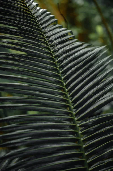 Aziatische tropische jungle. De bladeren van de Palm, tropische exotische palm — Stockfoto