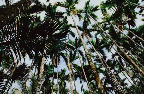 Aziatische tropische jungle. De bladeren van de Palm, tropische exotische palm — Stockfoto