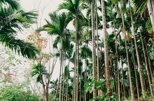 Aziatische tropische jungle. De bladeren van de Palm, tropische exotische palm — Stockfoto