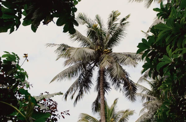 Aziatische tropische jungle. De bladeren van de Palm, tropische exotische palm — Stockfoto
