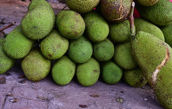 Jackfrukter träd och unga Jackfruits. Jackfrukter är läcker söt frukt — Stockfoto