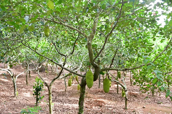 Jackfruit drzewa i młodych Jackfruits. Jackfruit jest smaczne owoce, słodki — Zdjęcie stockowe