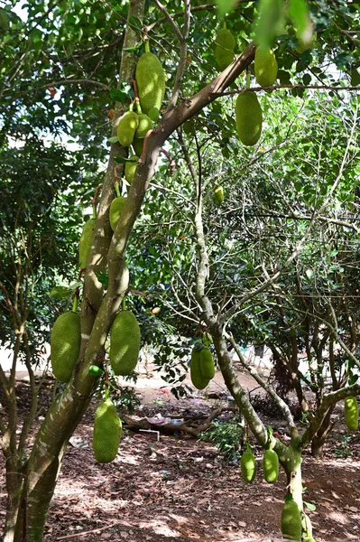 Jackfruit strom a mladým papájí. Jackfruit je výborné sladké ovoce — Stock fotografie