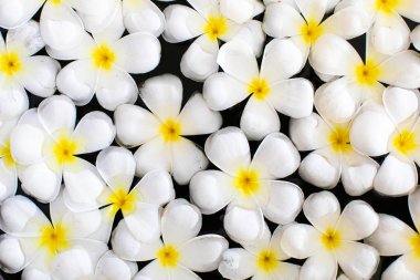 Frangipani çiçek veya Plumeria