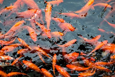 Altın alabalık balık su temizleyin. Bir sürü balık Balık çiftliğinde