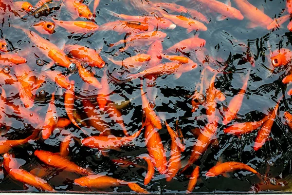 Gold trout fish in clear water. A lot of fish on the fish farm