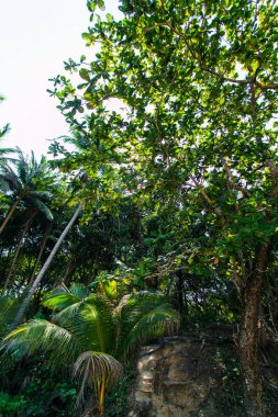 tropikal orman arka plan. Güzel bir yer. aşağıdaki ağaçların görünümü 