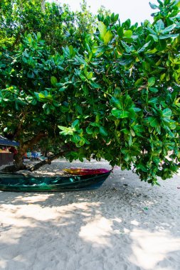 tropikal orman arka plan. Güzel bir yer. aşağıdaki ağaçların görünümü 