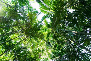 tropikal orman arka plan. Güzel bir yer. aşağıdaki ağaçların görünümü 