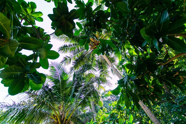 Fondo del bosque tropical. Hermoso lugar. vista de los árboles de abajo —  Fotos de Stock