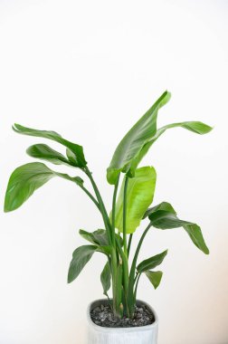 Strelitzia Reginae turuncu tropikal çiçek. Yeşil yapraklar yakın