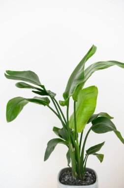 Strelitzia Reginae turuncu tropikal çiçek. Yeşil yapraklar yakın