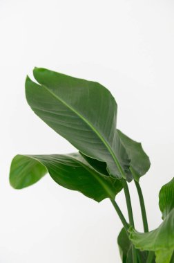 Strelitzia Reginae turuncu tropikal çiçek. Yeşil yapraklar yakın