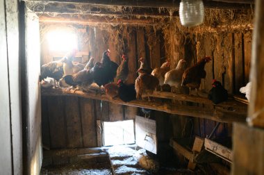 tavuk kümesi. Çiftlik. Tavuk yumurtayı yumurtadan küreğinde yumurtadan çıkmış.